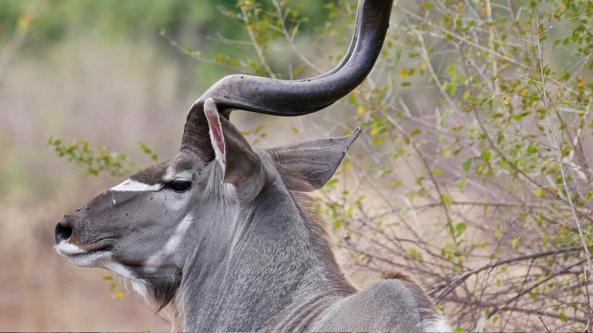 Kenya