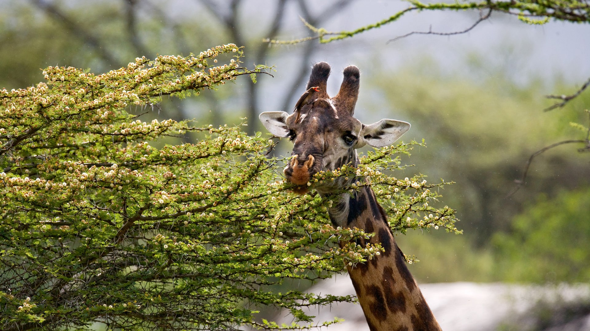 Kenya